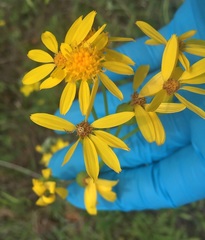 Senecio ampullaceus