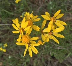 Senecio ampullaceus