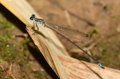 Coeliccia dinoceras