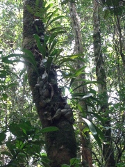 Bulbophyllum occlusum image