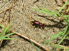 Tetracha fulgida
