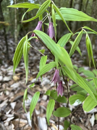 Disporum cantoniense observed 2026-04-18
