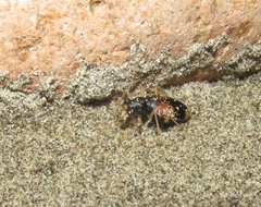 Metriocheila