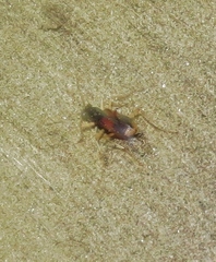 Tetracha fulgida