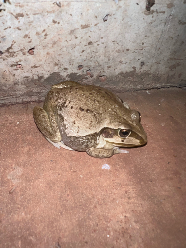Giant Burrowing Frog