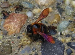Xylocopa similis
