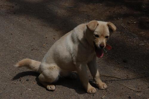 개 observed by sangyunkim