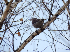 Turdus pilaris