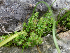 Valantia muralis