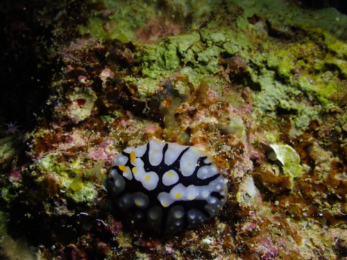 Phyllidia rueppelii