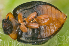 Exochomus metallicus