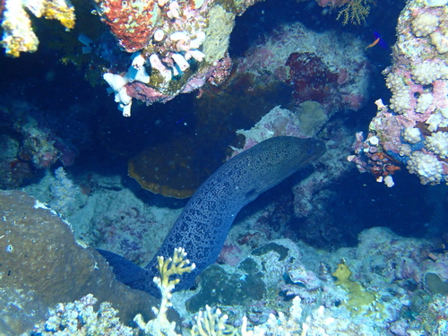Gymnothorax javanicus