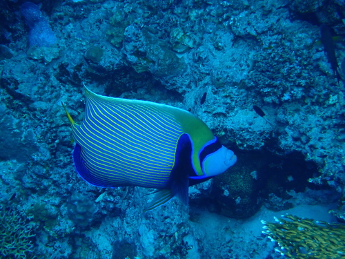Pomacanthus imperator