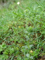 Parentucellia flaviflora