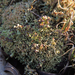 Cladonia strepsilis - Photo (c) Rob Curtis, algunos derechos reservados (CC BY-NC-SA), uploaded by Rob Curtis
