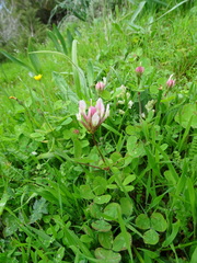 Trifolium clypeatum