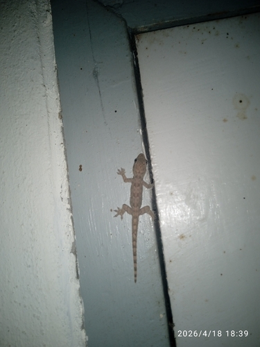 Flat-tailed House Gecko