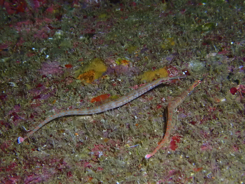 Corythoichthys schultzi
