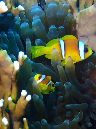 Amphiprion bicinctus