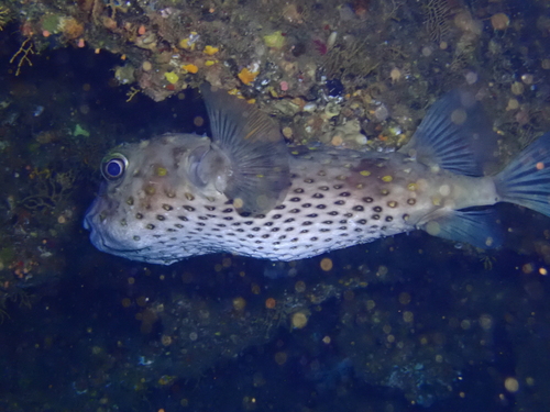 Cyclichthys spilostylus