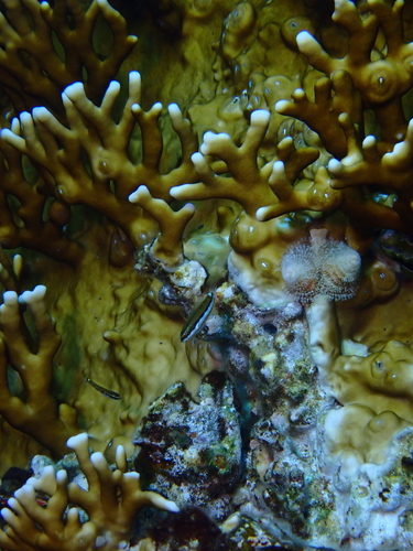 Thalassoma rueppellii