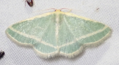 Mixocera frustratoria