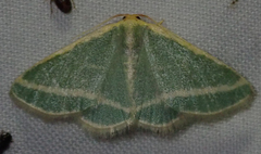 Mixocera frustratoria