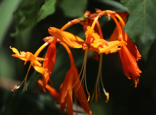 Crocosmia aurea subsp. aurea image