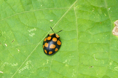 Botanochara decempustulata