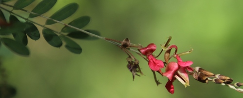 Indigofera galpinii image