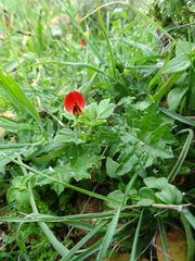 Lotus tetragonolobus