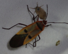 Dysdercus superstitiosus