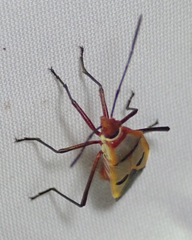 Dysdercus superstitiosus