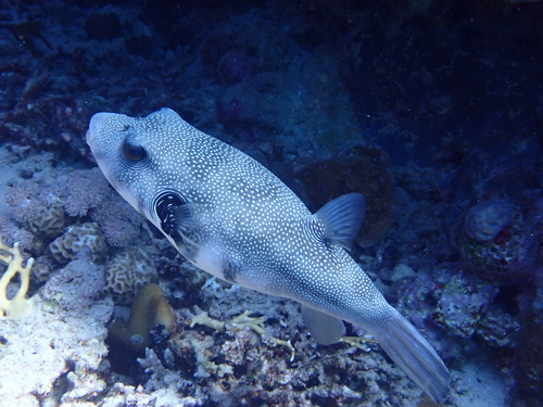 Arothron hispidus