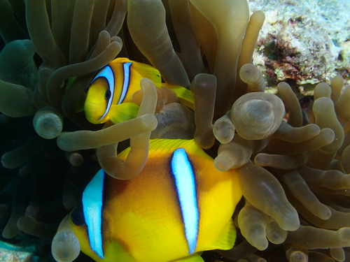 Amphiprion bicinctus
