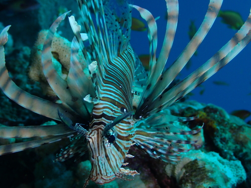 Pterois miles