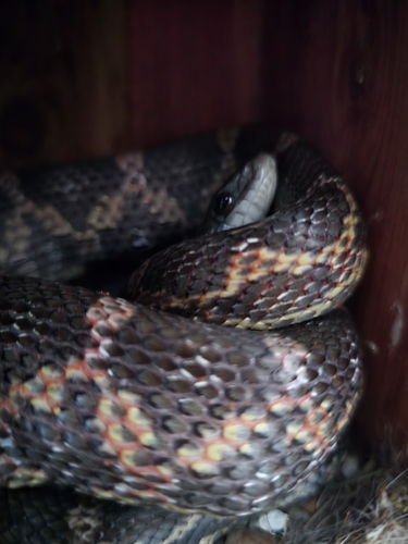 Western Ratsnake observed by sydneyreycox