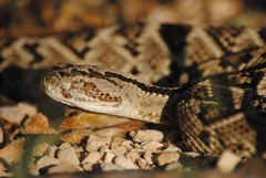 Crotalus tzabcan