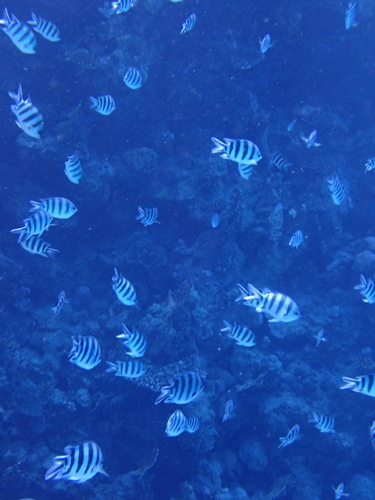 Abudefduf sexfasciatus