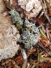 Hypogymnia lophyrea