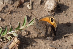 Haywardella edmondsii