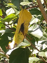 Pterygota