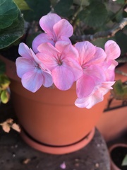 Pelargonium × hybridum