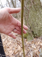 Acer pensylvanicum