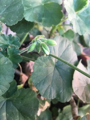 Pelargonium × hybridum