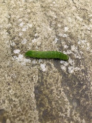 Phlogophora