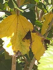 Pterygota