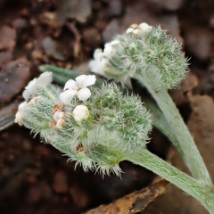 Cryptantha flaccida