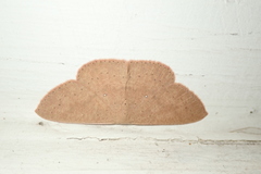 Perixera absconditaria