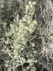 Atriplex spinifera